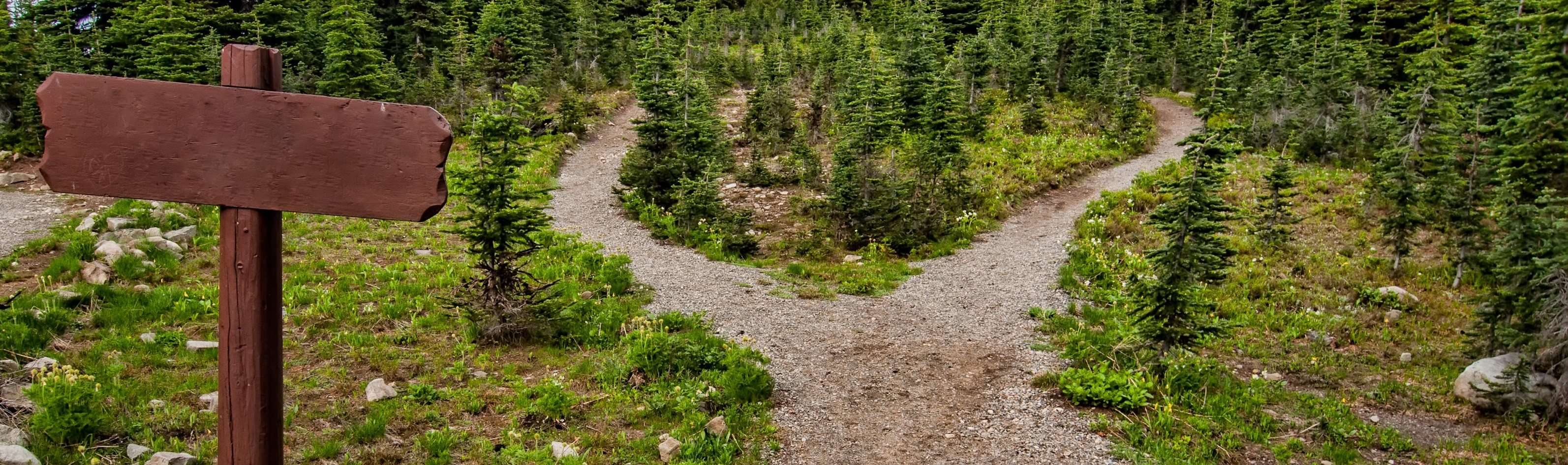 Two paths diverging in a wood
